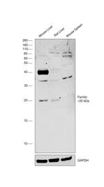 Ferritin Antibody in Western Blot (WB)