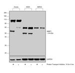 MMP1 Antibody in Western Blot (WB)