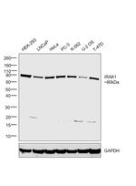 IRAK1 Antibody in Western Blot (WB)