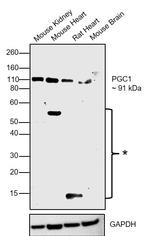 NPR1 Antibody in Western Blot (WB)