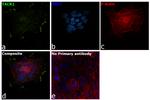 TACR1 Antibody in Immunocytochemistry (ICC/IF)