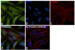 DJ-1 Antibody in Immunocytochemistry (ICC/IF)