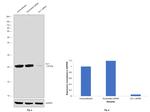 DJ-1 Antibody in Western Blot (WB)