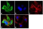 CYP1A1 Antibody in Immunocytochemistry (ICC/IF)