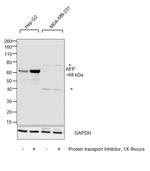 AFP Antibody in Western Blot (WB)