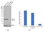 Bcl-xL Antibody in Western Blot (WB)