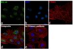 Bcl-xL Antibody in Immunocytochemistry (ICC/IF)