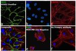 CD31 Antibody