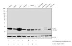 Claudin 1 Antibody