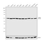 HSP60 Antibody in Western Blot (WB)