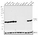 PGP9.5 Antibody