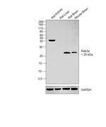 RAB3a Antibody in Western Blot (WB)