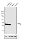 CaMKI Antibody