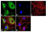 CaMKI Antibody in Immunocytochemistry (ICC/IF)