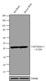 CaMKI Antibody in Western Blot (WB)