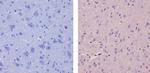 CaMKI Antibody in Immunohistochemistry (Paraffin) (IHC (P))