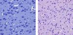 CaMKI Antibody in Immunohistochemistry (Paraffin) (IHC (P))