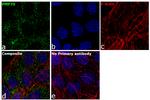 PMP70 Antibody in Immunocytochemistry (ICC/IF)