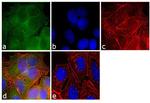 PDE6B Antibody in Immunocytochemistry (ICC/IF)