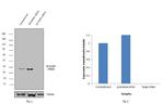 SCAMP2 Antibody in Western Blot (WB)