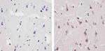 Ubiquilin 1 Antibody in Immunohistochemistry (Paraffin) (IHC (P))