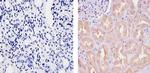 Ubiquilin 1 Antibody in Immunohistochemistry (Paraffin) (IHC (P))