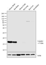 VAMP2 Antibody in Western Blot (WB)