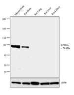 RPH3A Antibody in Western Blot (WB)