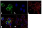 RPH3A Antibody in Immunocytochemistry (ICC/IF)