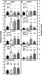 PPAR alpha Antibody in Western Blot (WB)