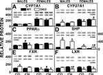 PPAR alpha Antibody in Western Blot (WB)