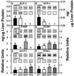 PPAR alpha Antibody in Western Blot (WB)