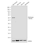 PPAR delta Antibody