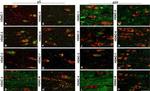 HDAC1 Antibody in Immunocytochemistry (ICC/IF)