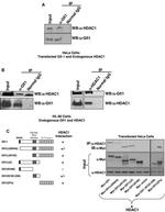 HDAC1 Antibody in Western Blot (WB)