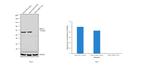 HDAC1 Antibody in Western Blot (WB)