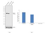 HDAC1 Antibody