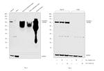 Transferrin Antibody in Western Blot (WB)