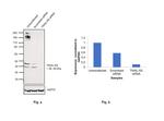 TRAIL-R2 (DR5) Antibody in Western Blot (WB)