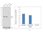 Cyclophilin 40 Antibody in Western Blot (WB)