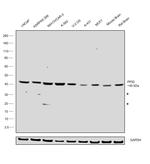 Cyclophilin 40 Antibody in Western Blot (WB)