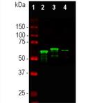 alpha Internexin Antibody in Western Blot (WB)