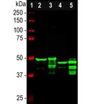 GFAP Antibody in Western Blot (WB)