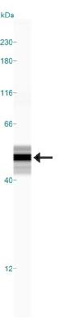 GFAP Antibody in Western Blot (WB)