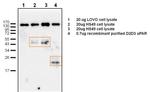 uPAR Antibody in Immunoprecipitation (IP)