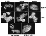 Cyclophilin 40 Antibody in Immunocytochemistry (ICC/IF)