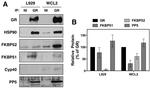 Cyclophilin 40 Antibody in Western Blot (WB)