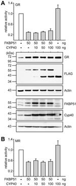 Cyclophilin 40 Antibody in Western Blot (WB)