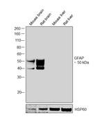 GFAP Antibody in Western Blot (WB)