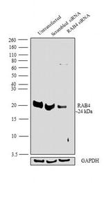 Rab4 Antibody